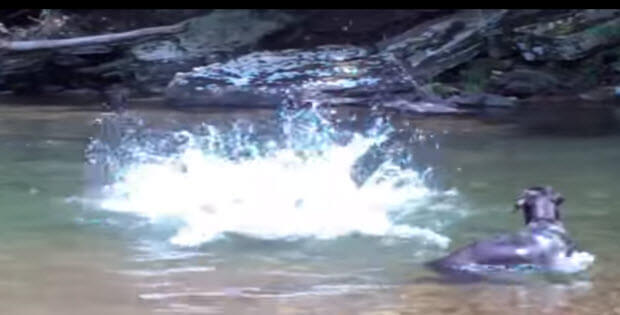 yellow-and-brown-labradors-swimming-in-creek1