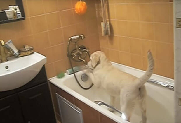 yellow-lab-playing-in-bath-tub3