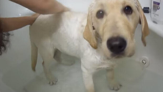 yellow-labrador-retriever-bath2