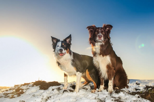10-Most-Obedient-Dogs-Boarder-Collie
