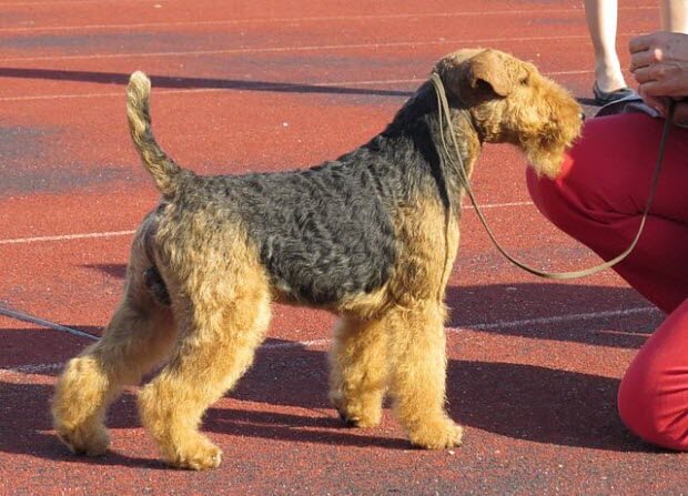 Welsh Terrier