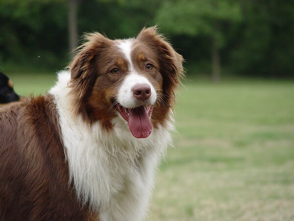 Australian-Shepherd