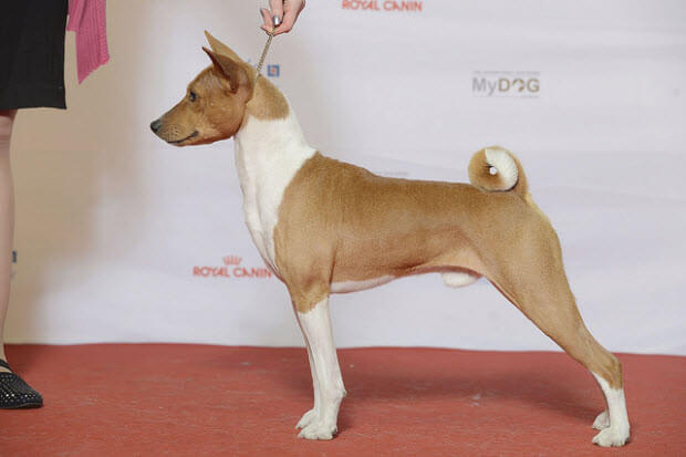 Basenji