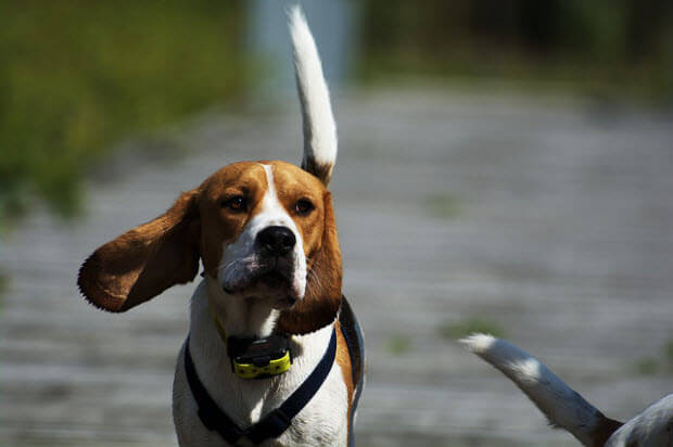 Beagle