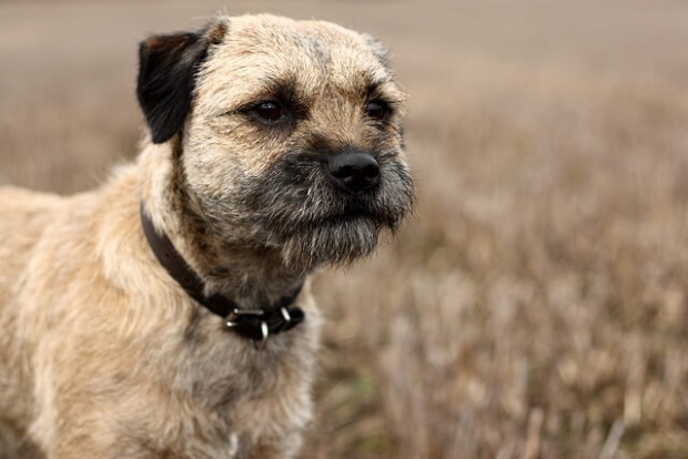 Border-Terrier