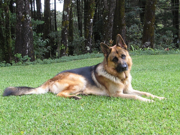 German-Shepherd-Dog