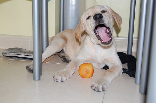 Labrador-Retriever