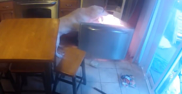 Labrador-opens-fridge