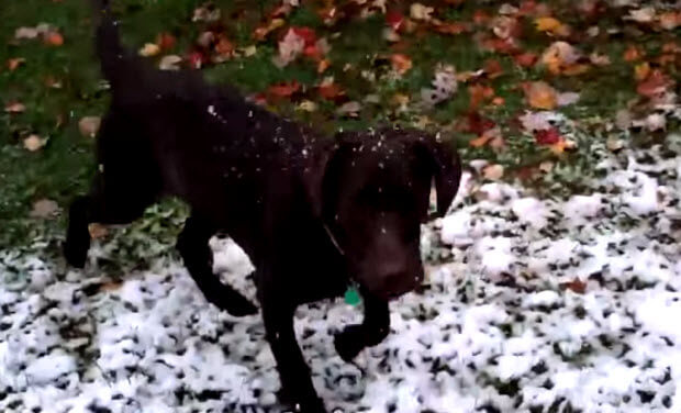 choc lab enjoying snow