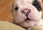 cute bulldog puppy