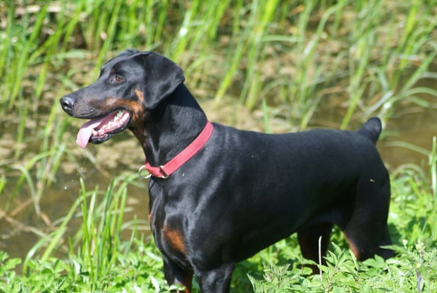 doberman