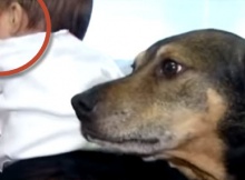 family dog