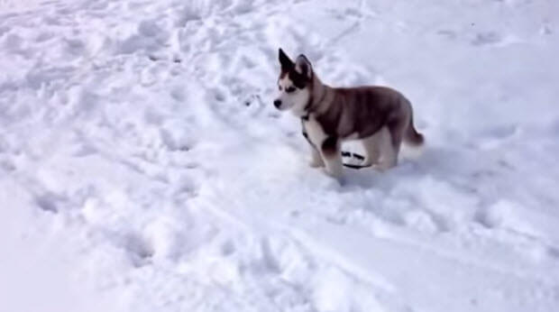 dogs playing in snow