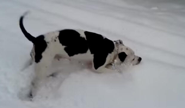 dogs playing in snow