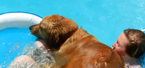 golden retriever steals pool float