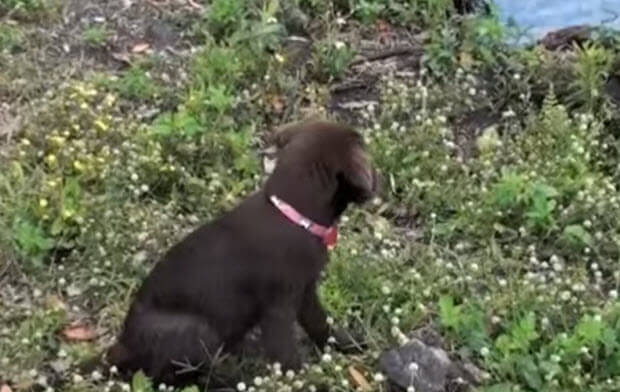 lab choc puppy playing