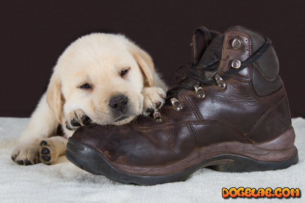 labrado-puppy-rests-on-boot