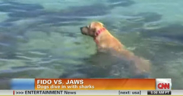 labrador dives and bites shark