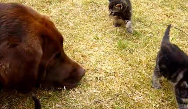 labrador-with-kittens