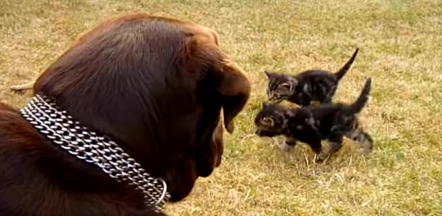 labrador-with-kittens3