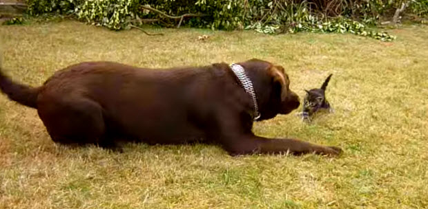 labrador-with-kittens5