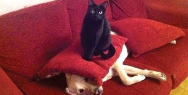 cats dogs