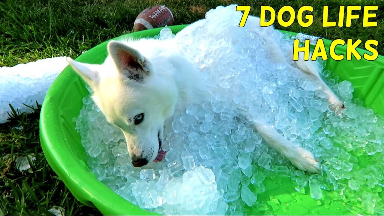Seven Simple Life Hacks For Dogs That Dogs Will Love