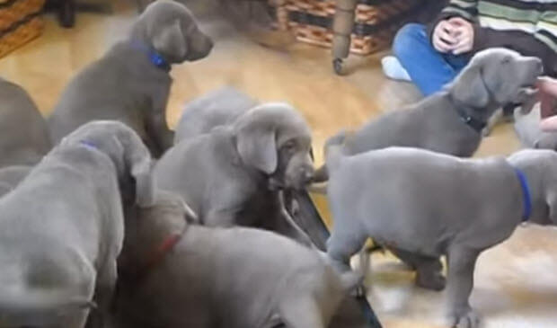 silver-lab-puppies1