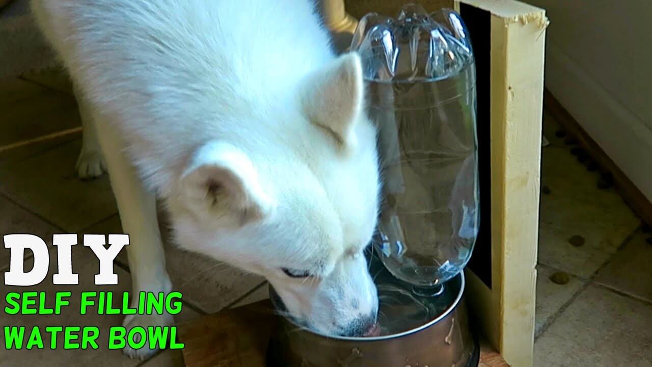 Some Dogs Owners Might Forget To Fill Dog’s Water Bawl – And This Solution Is Just Perfect