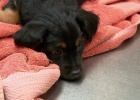 parvo virus