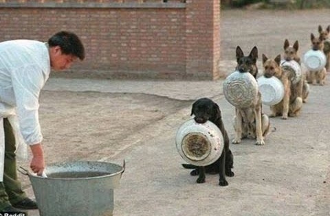 dog obedience