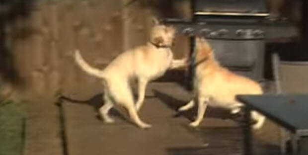 white-labrador-dog-training