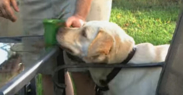 white-labrador-dog-training3