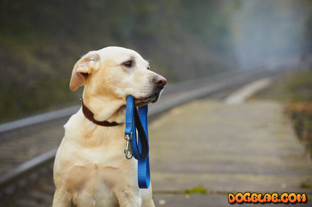 yellow-labrador-waiting-for-owner