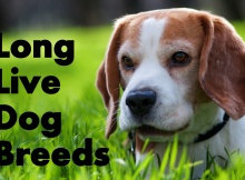 TOP 10 Dog Breeds That Live the Longest
