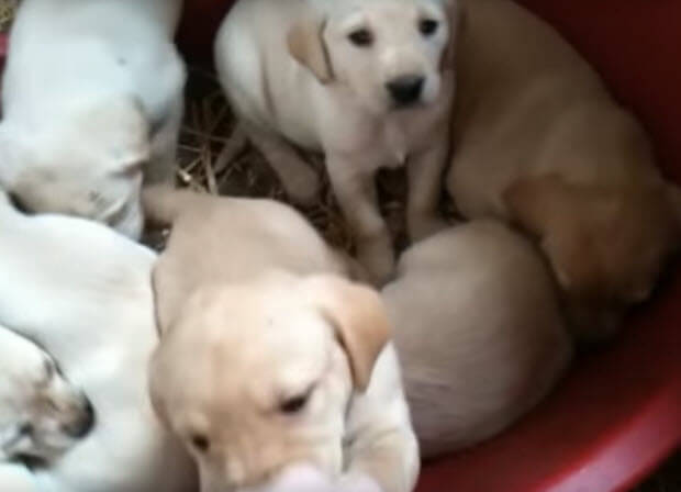 -1labrador-puppy-growing