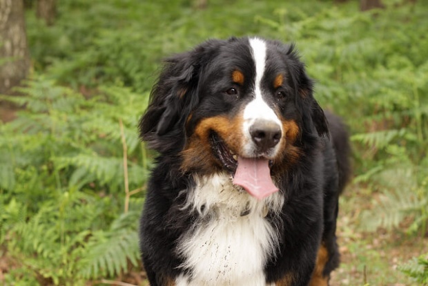 Bernese Mountain Dog