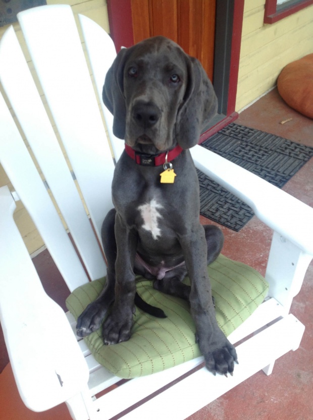 Great Dane