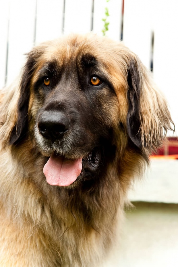 Leonbergers