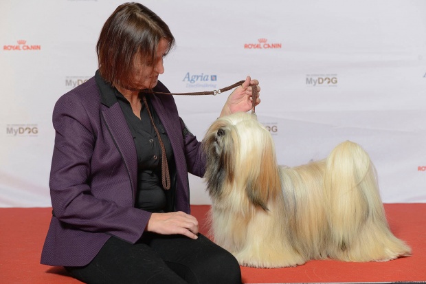 Lhasa apso