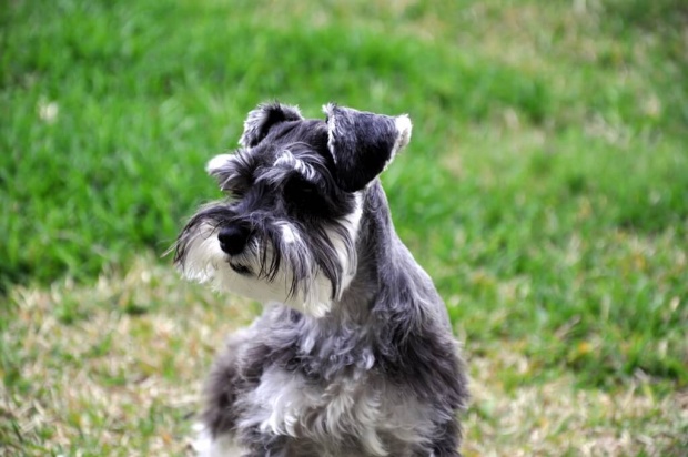 Miniature Schnauzer