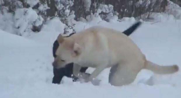 black-and-yellow-labradors-in-snow-playin-2