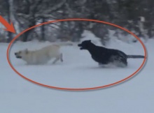 black-and-yellow-labradors-in-snow-playing