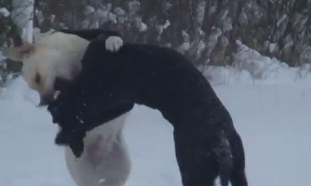 black-and-yellow-labradors-in-snow-playin-3