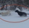 black-and-yellow-labradors-in-snow-playing