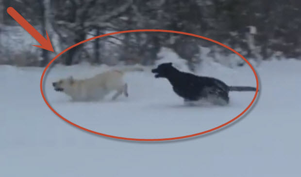 black-and-yellow-labradors-in-snow-playing