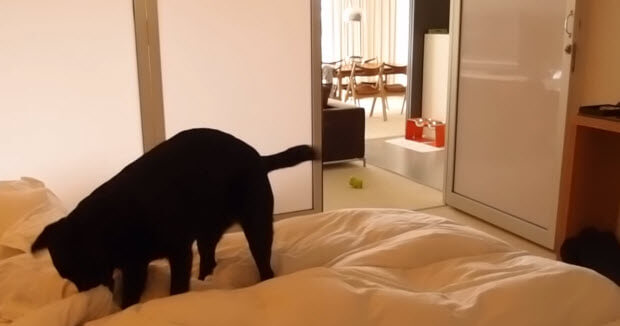 greate looking black labrador playing with owner