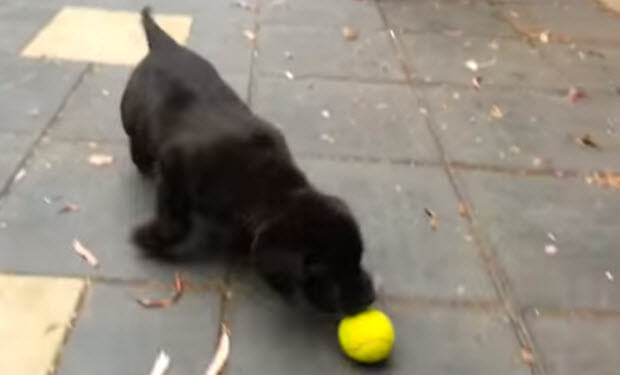 black labrador puppy playing with tennis ball