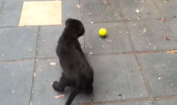 black labrador puppy playing with tennis ball