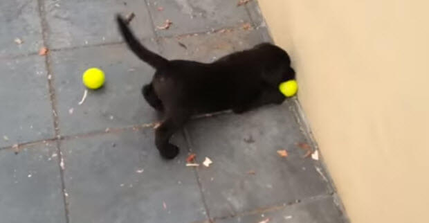 black labrador puppy playing with tennis ball